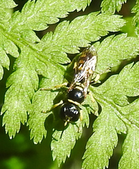 Crossocerus nitidiventris