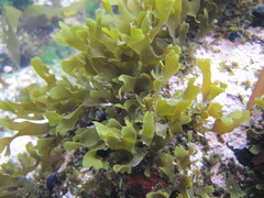 Dictyota kunthii