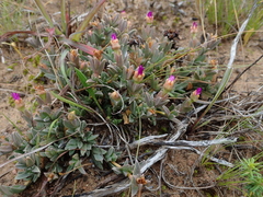 Ruschia neovirens