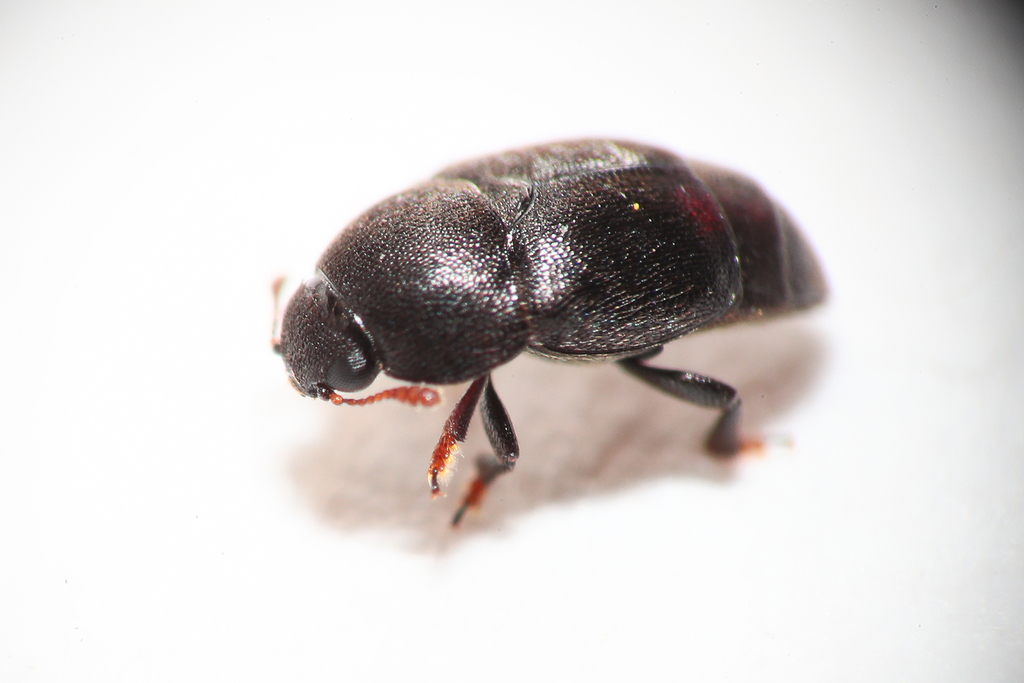 Brachypterolus linariae