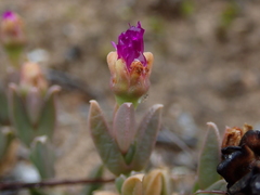 Ruschia neovirens