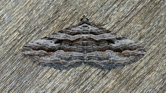 Chrysolarentia severata