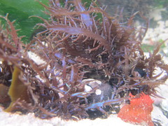 Chondracanthus chamissoi