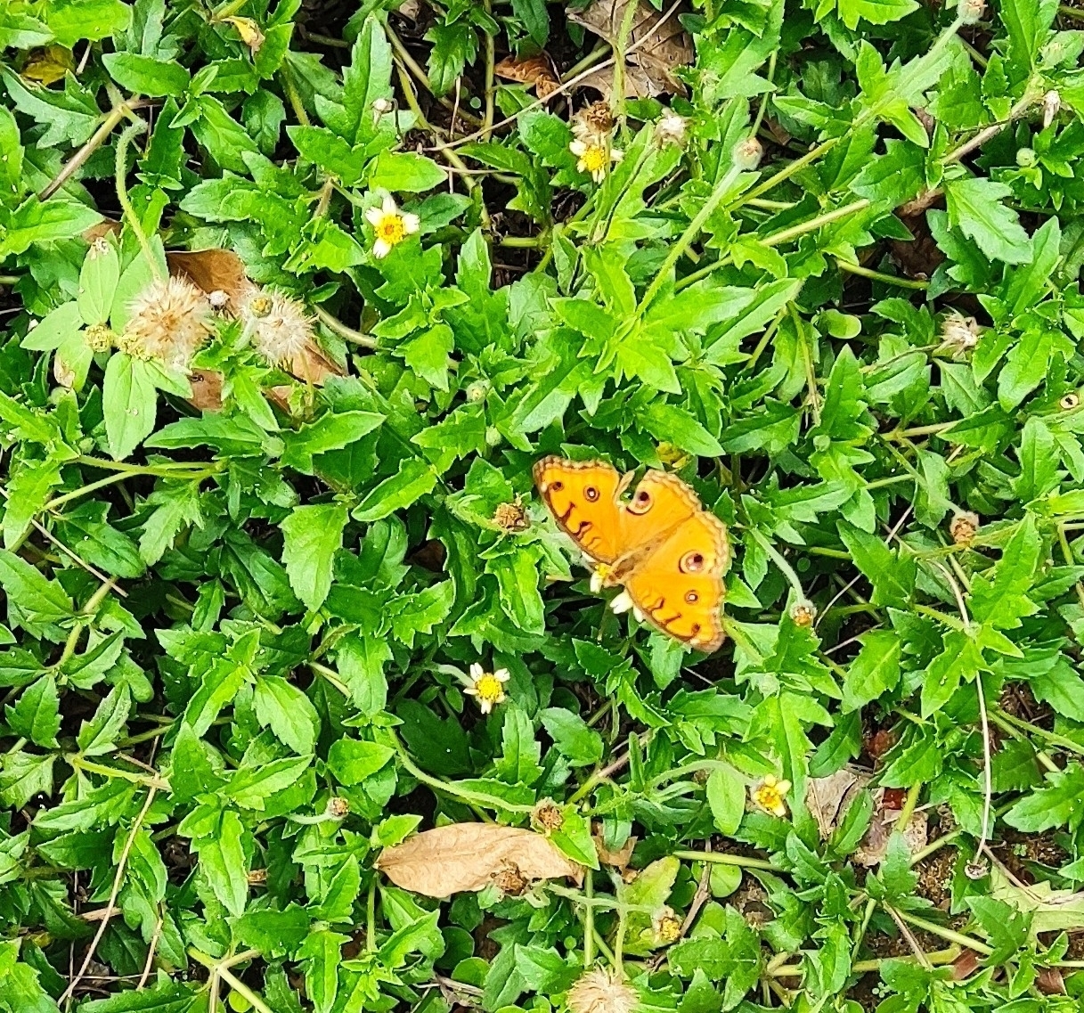 Peacock Pansy