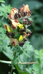 Chamaecytisus supinus