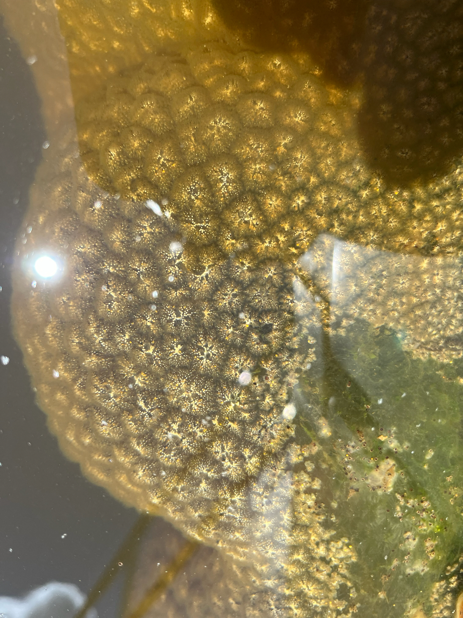 Pectinatella magnifica (Leidy, 1851)