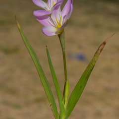 Hesperantha candida