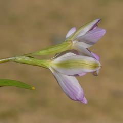 Hesperantha candida