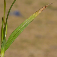 Hesperantha candida