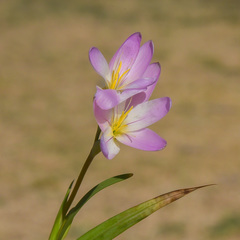 Hesperantha candida