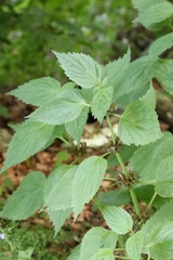 Lamium orvala