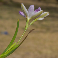 Hesperantha candida