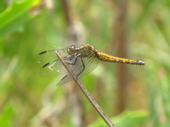 Erythrodiplax connata