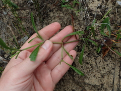 Silene burchellii multiflora