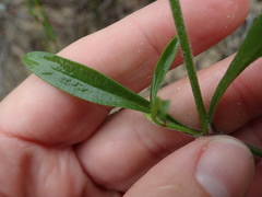 Silene burchellii multiflora