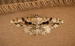 Peribatodes umbraria