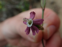 Silene burchellii multiflora