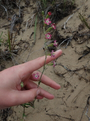 Silene burchellii multiflora