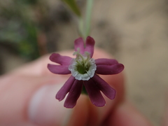 Silene burchellii multiflora