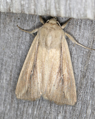 Leucania phragmitidicola