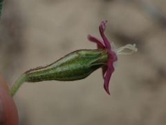 Silene burchellii multiflora