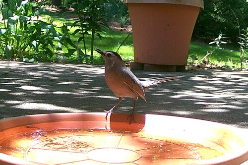 Gray Catbird photographed in Georgia