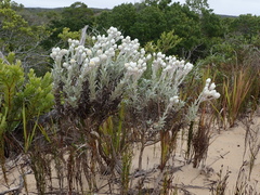 Achyranthemum argenteum