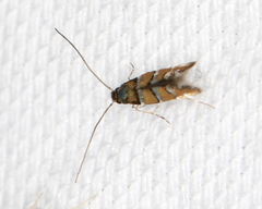 Chrysaster ostensackenella
