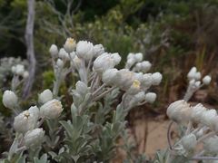 Achyranthemum argenteum