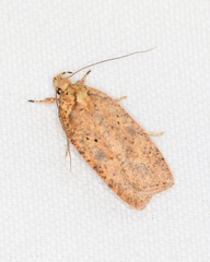 Agonopterix robiniella
