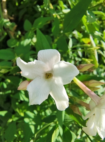 Jasminum officinale