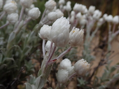 Achyranthemum argenteum