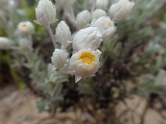 Achyranthemum argenteum