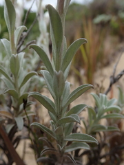 Achyranthemum argenteum