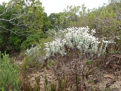 Achyranthemum argenteum