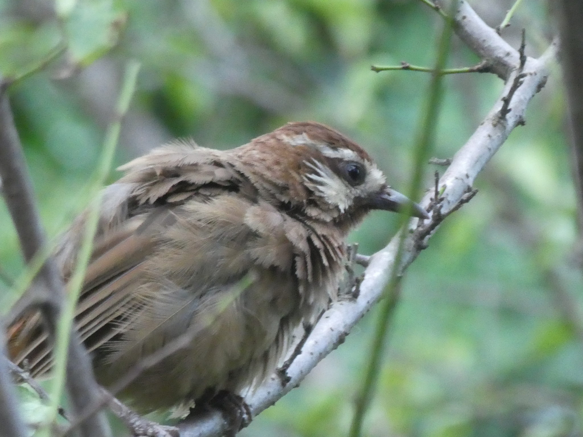 White-browed Laughingthrush