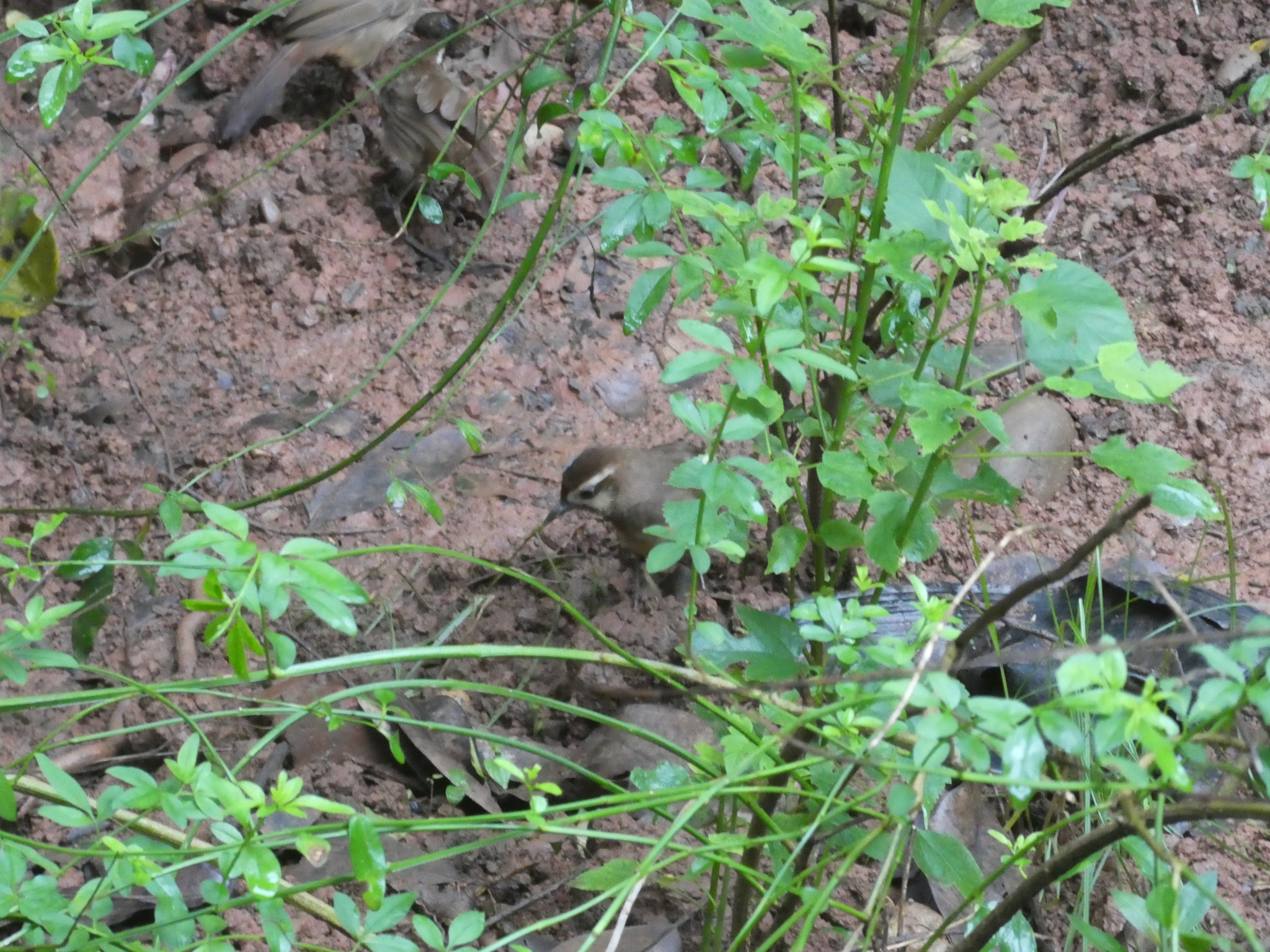 White-browed Laughingthrush