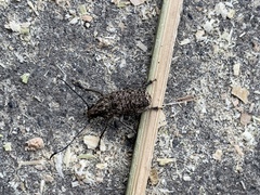 Phloeobius
