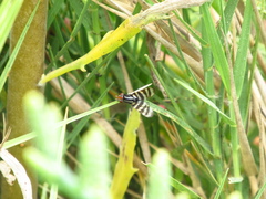 Pterotaenia fasciata