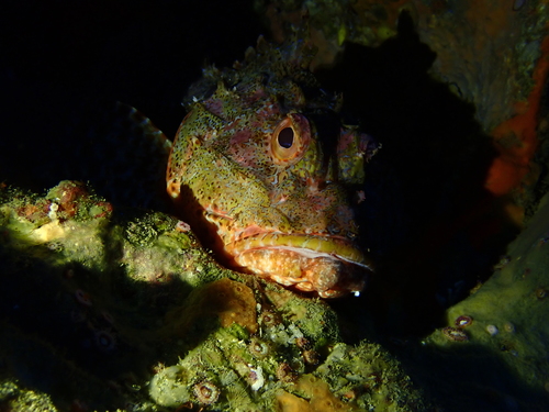 Billy bougain (Scorpaena cardinalis) — Scorpaenidae