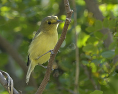 Vireo pallens