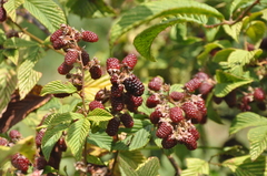 Rubus