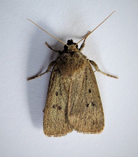 Mouse Moth