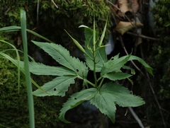 Cardamine enneaphyllos