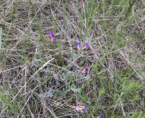 iNaturalist observation 2025-05-22