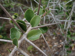 Dovyalis rotundifolia