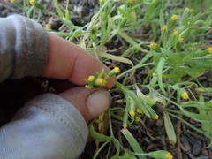 Lasthenia microglossa