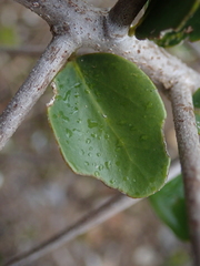 Dovyalis rotundifolia