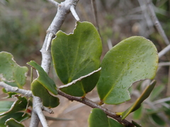 Dovyalis rotundifolia