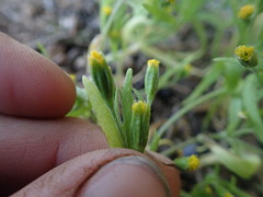 Lasthenia microglossa